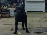 cane corso cuccioli